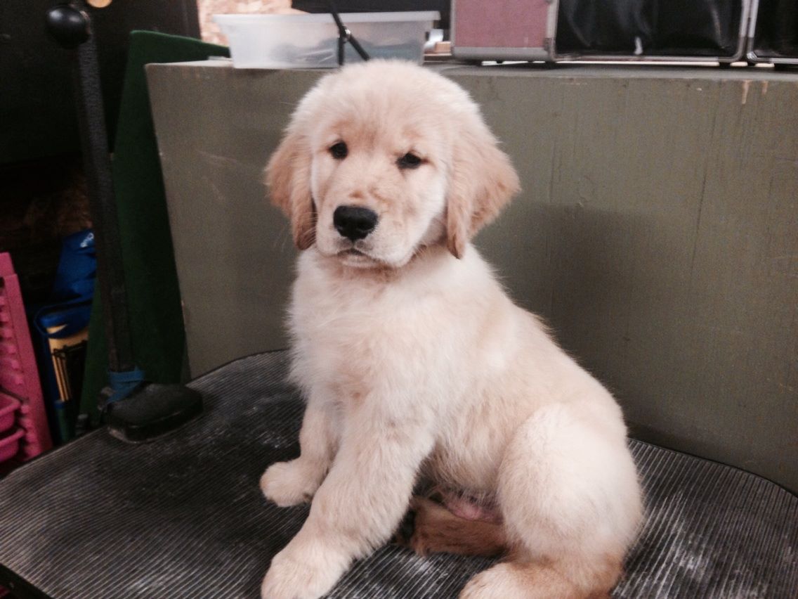 GOLDEN-B-BEAR Kennels, Golden Retrievers - Plymouth, New Hampshire